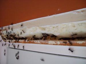 Способы избавления от муравьев