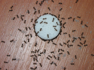 Какой вред наносят муравьи